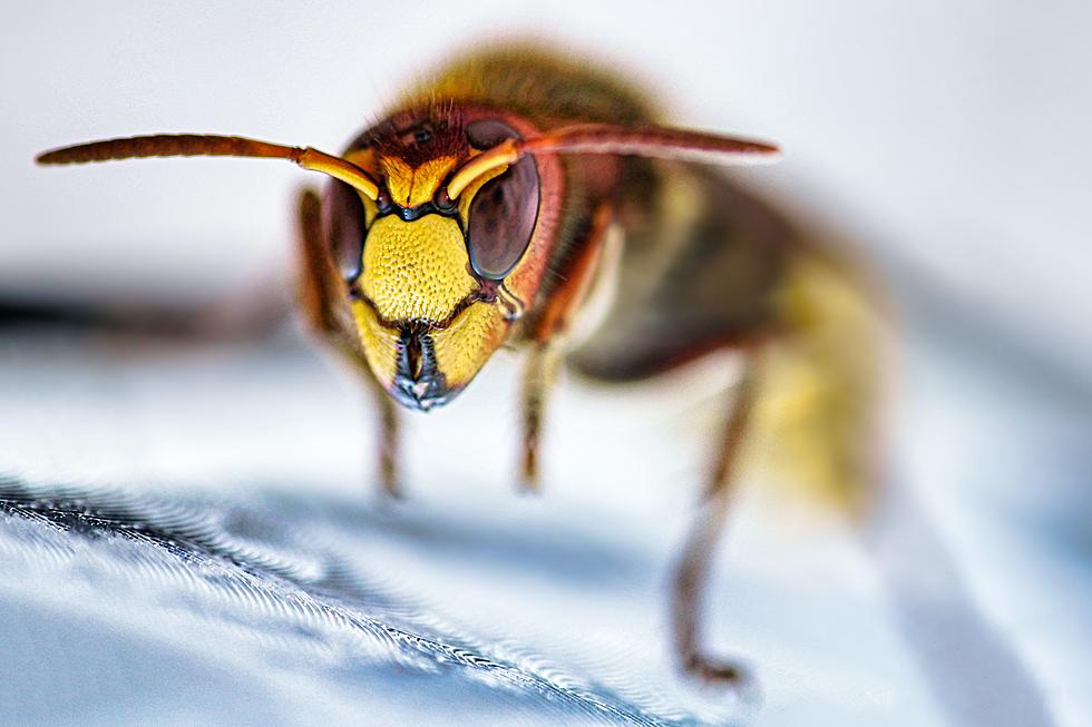 ALABAMIANS WARNED: Hornet Nests As Big As Cars