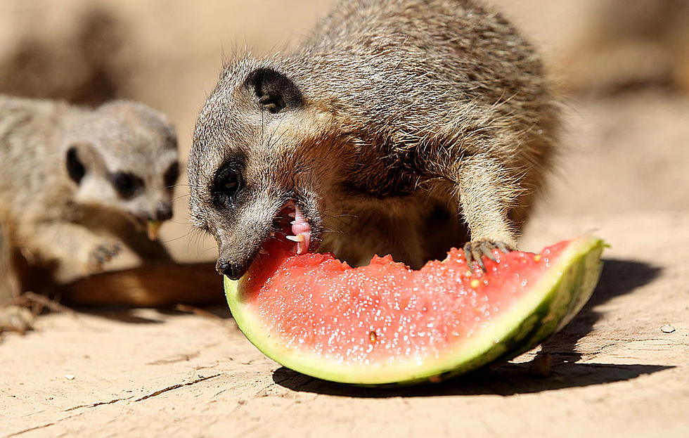 Alabama Beware: Bizarre Exploding Watermelons Scaring Shoppers