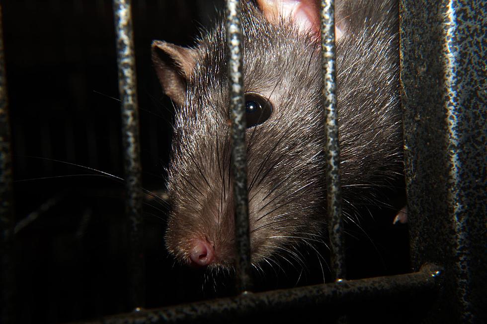 WARNING Alabama: Parasitic Lung Disease Spreading from Rats