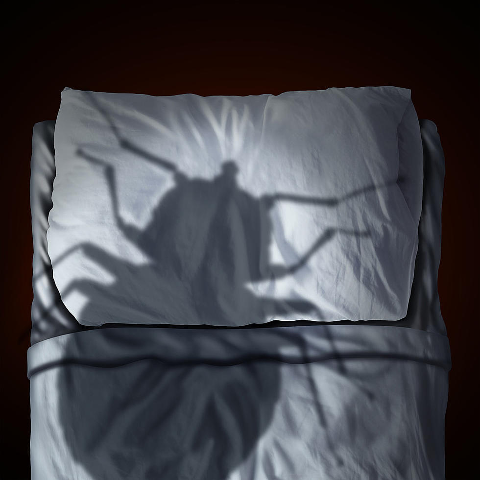 Alabama Is Crawling With Bed Bugs, 3 Cities Among Most Infested