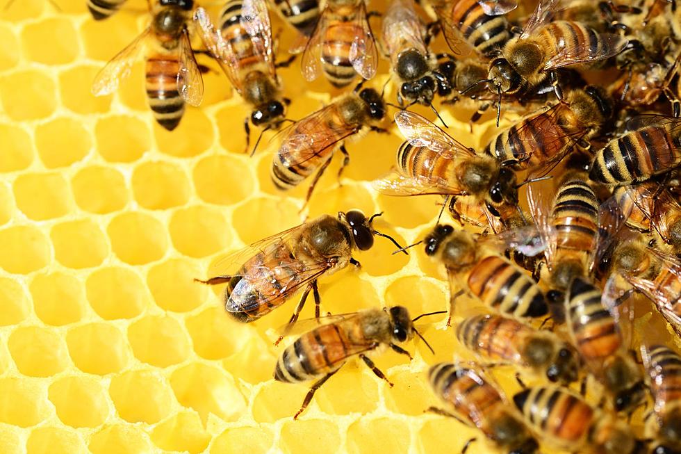 “Killer Bees” Found In Alabama