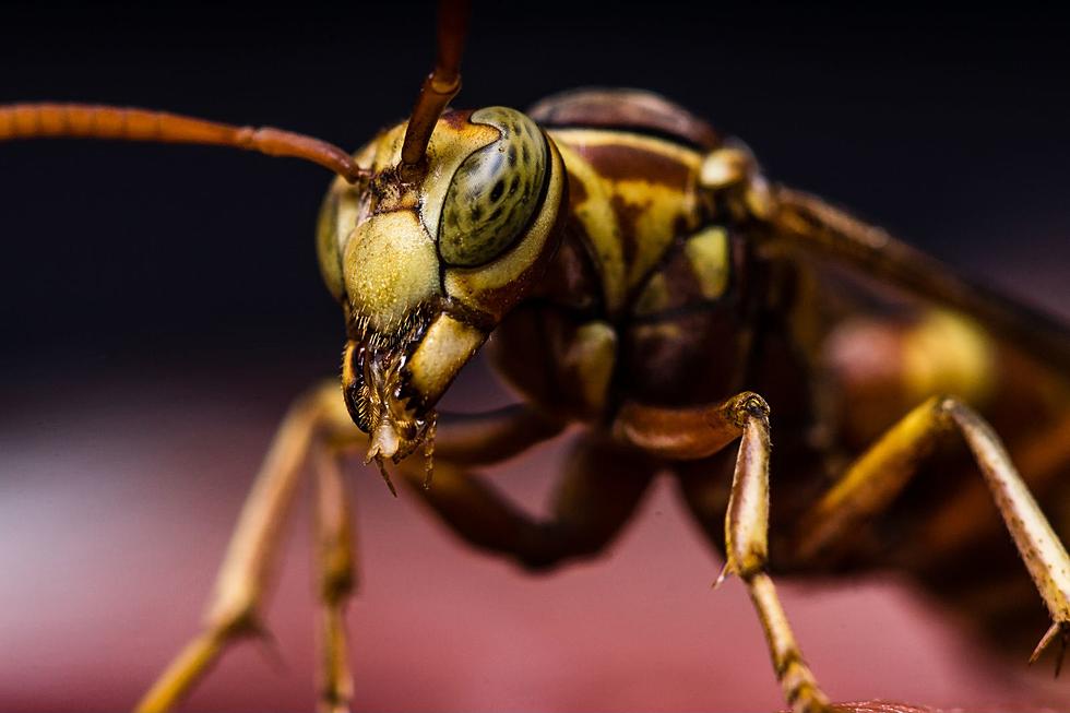 7 of the World’s Deadliest Insects Are in Alabama Right Now