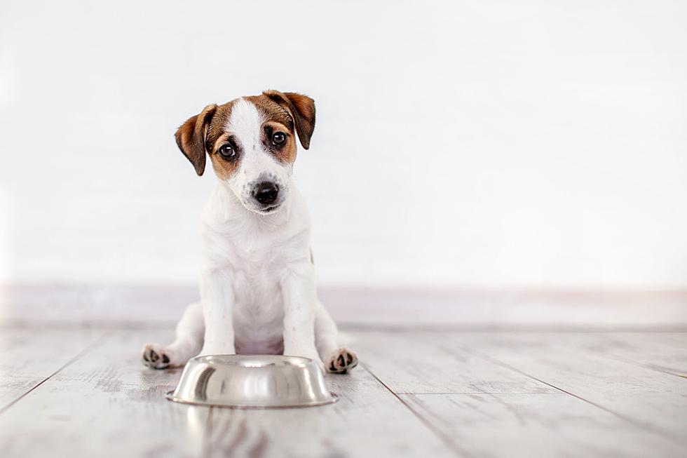 Warning for Alabama Dog Owners: Pet Food Safety Alert