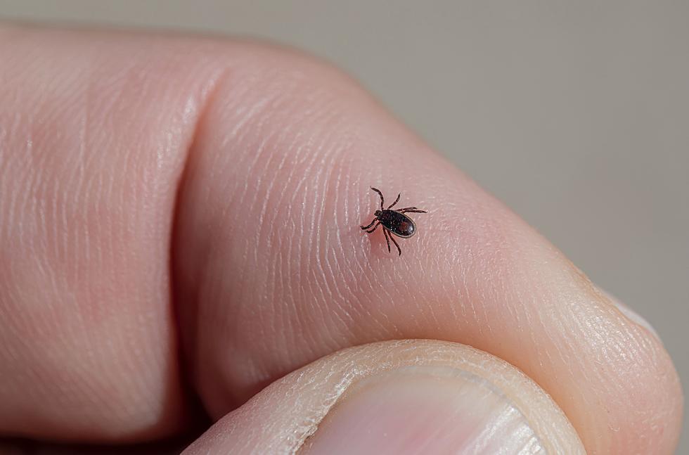 Dangerous Asian Long-horned Tick May Be In Alabama