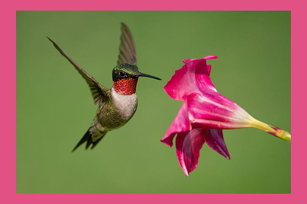 Arrival Times of Hummingbirds in Alabama for Spring Migration