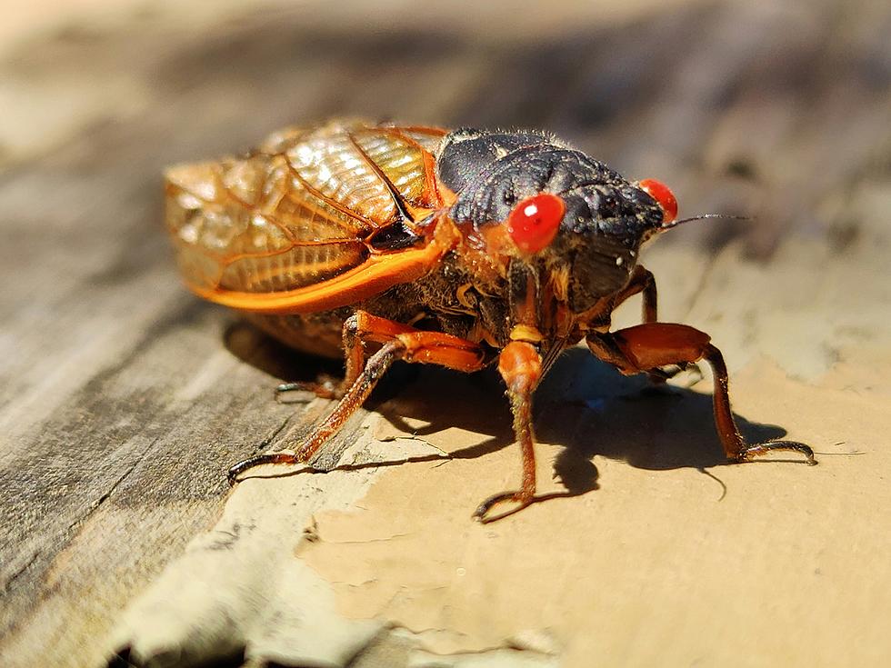 ALABAMA WARNING! Another Huge Reason To Dread Cicadas This Summer