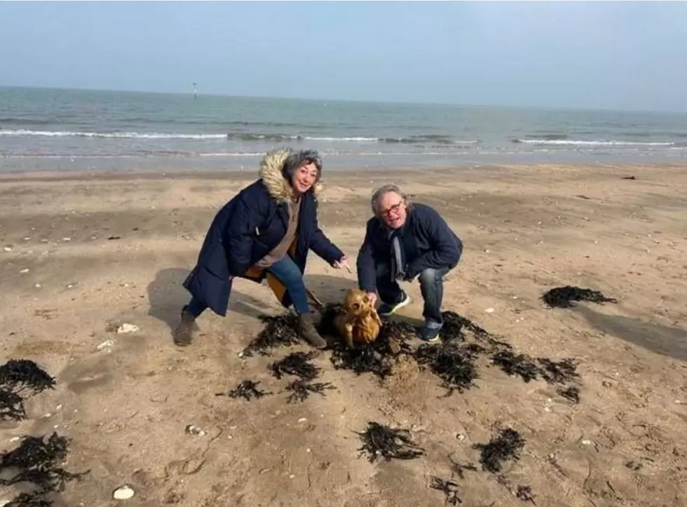 Alabama Beaches Being Invaded By Strange Things
