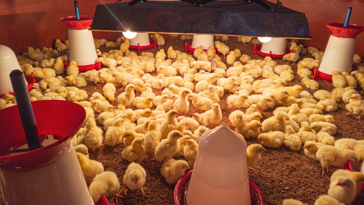 Alabama poultry company Fined $385k, for Child Labor Violations