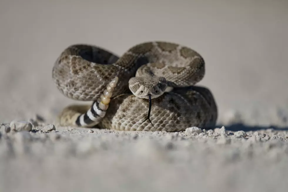 Teenager Bitten By Timber Rattlesnake In Northport