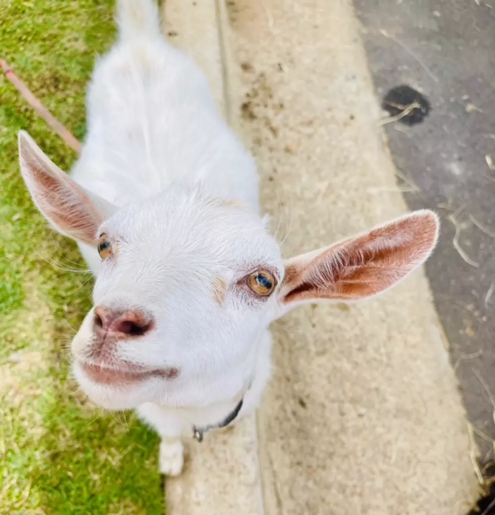 Tuscaloosa School Brings In Goats To Get Ready For School Year