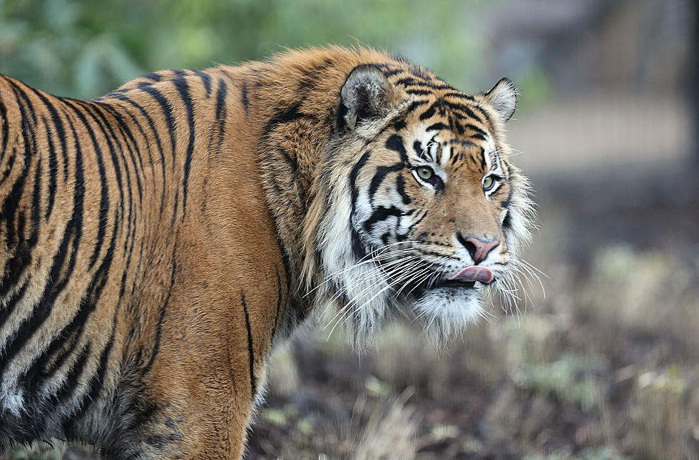 Mike Tyson Attacked By A Tiger