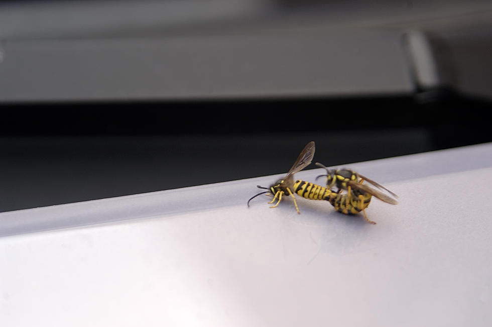 Get Rid Of Wasp Without Using Toxic Chemicals[Video]