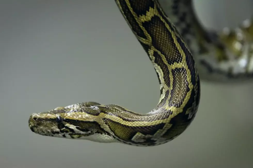 What Would Do If You Found A Nine Foot Python Under The Hood Of Your Car