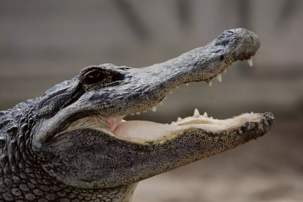 Auburn Couple Reels In A 10-Foot, 2-Inch Alligator