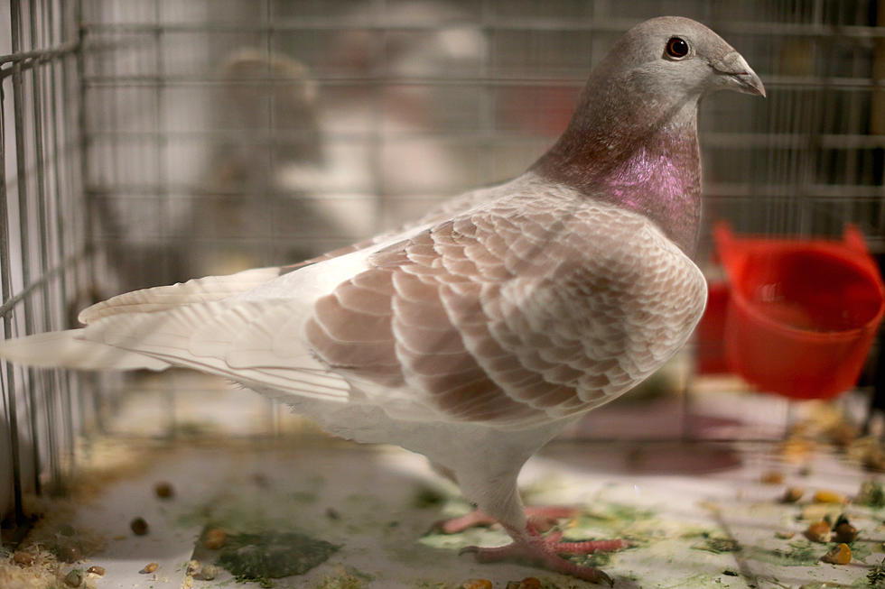 Drugs Transported Into Prison By Homing Pigeon