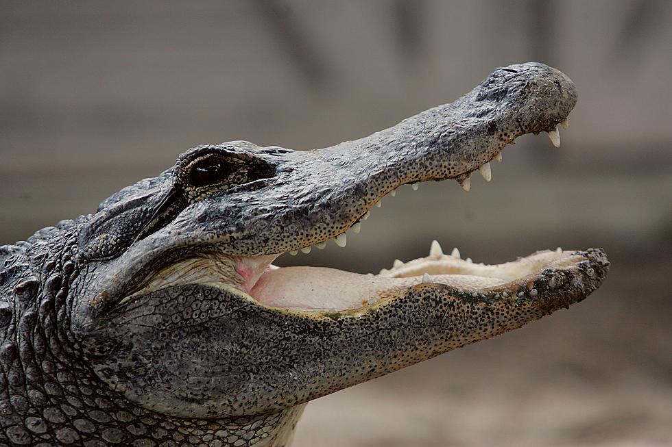 Alligator Kills Burglary Suspect