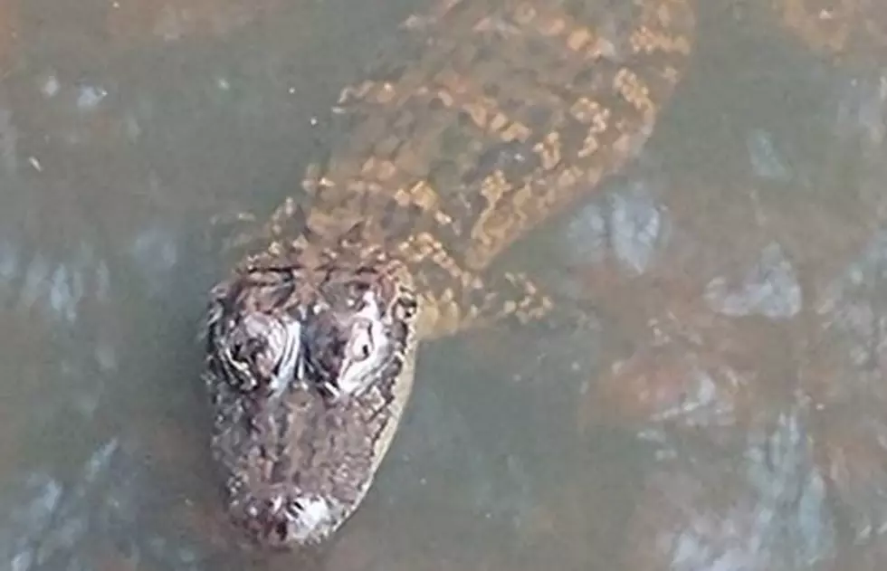 Gator Spotted at The Links in Tuscaloosa