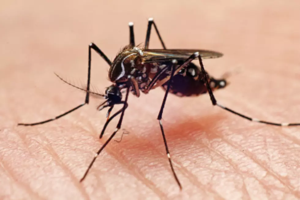 Alabama Cities Amongst Most Mosquito Infested