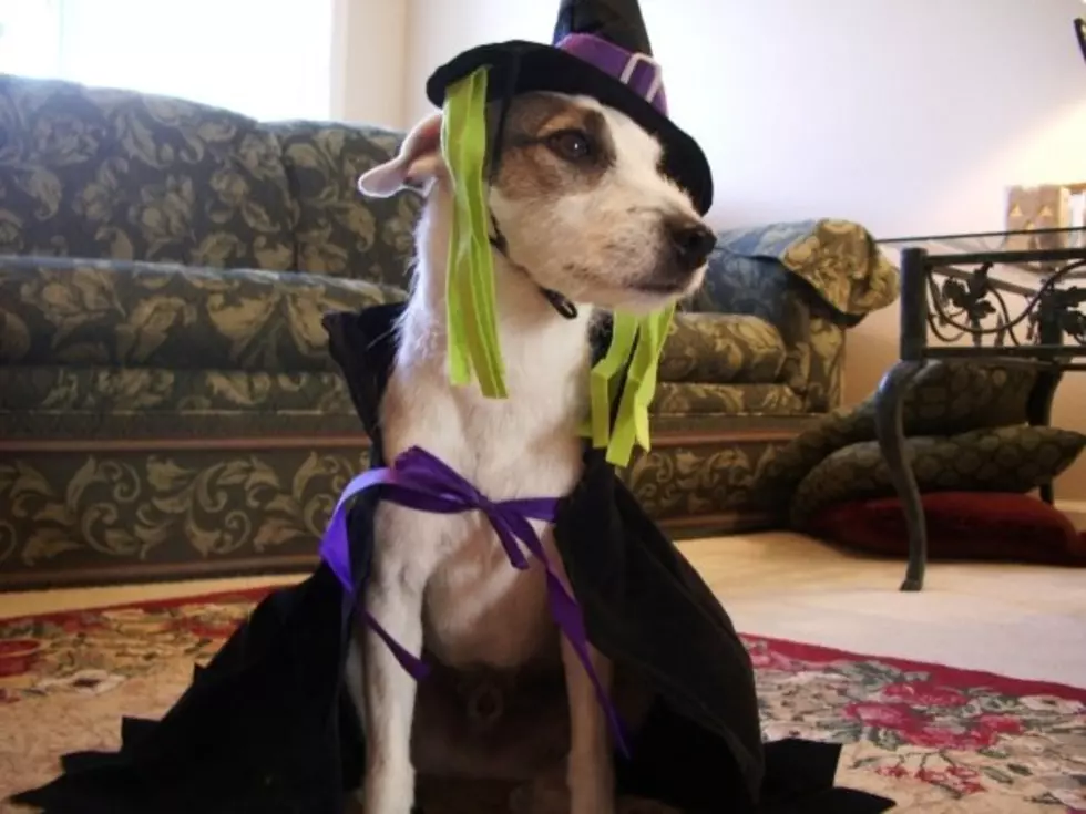 Favorite Dog Halloween Costumes