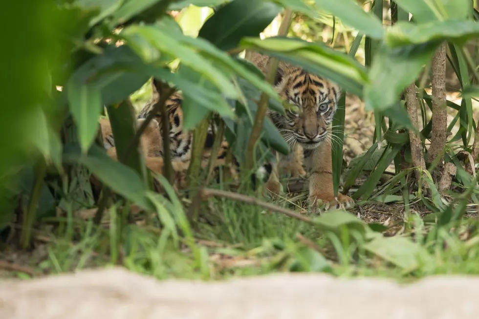 Birmingham Zoo Announces Reopening Dates