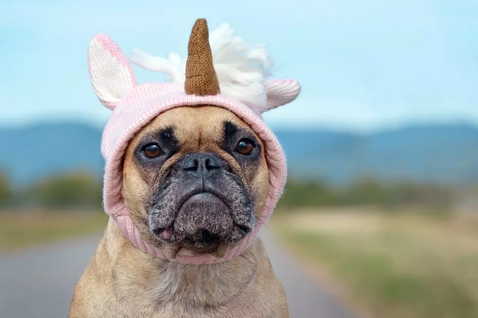 Pet Costume Contest Raises Money for Habitat for Humanity