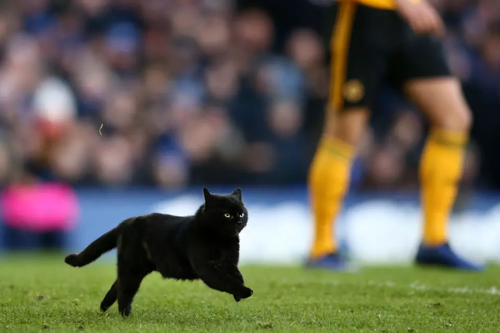See It to Believe It: This Cat Can Play Soccer?