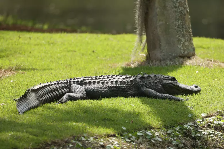 Alabama's Bizarre Vacation Destinations: Gator Alley