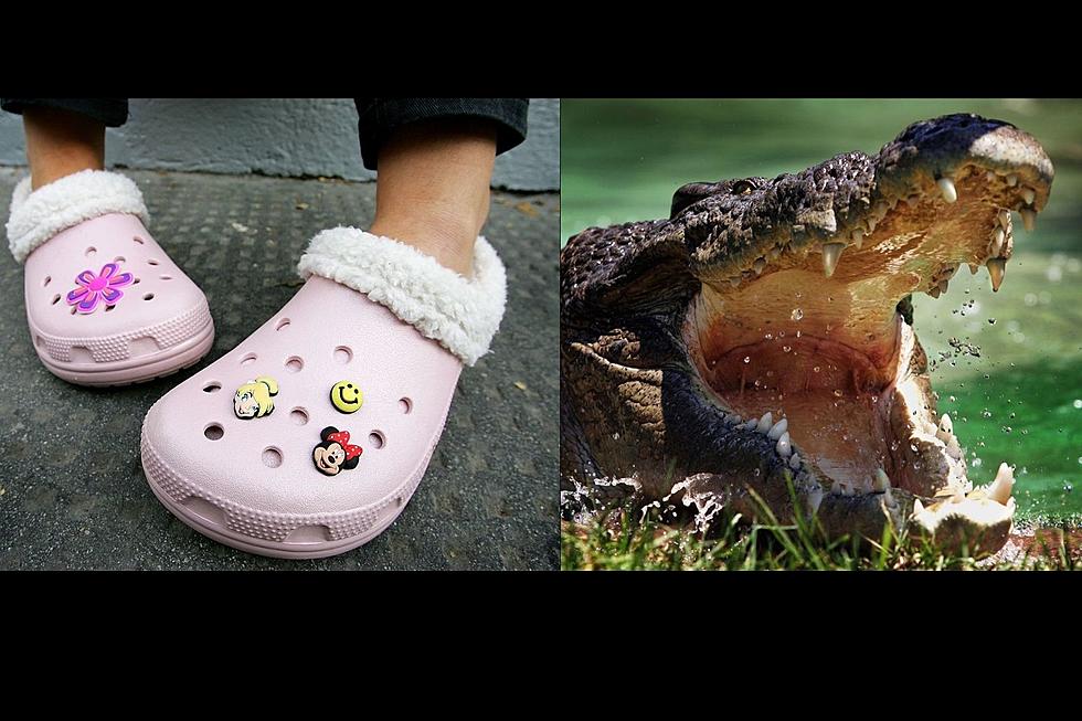 Why Are There So Many Crocs in Tuscaloosa, Alabama? 