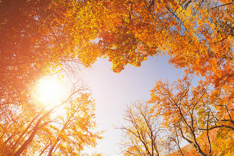 When is it Finally Going to Look Like Fall in Tuscaloosa, Alabama?