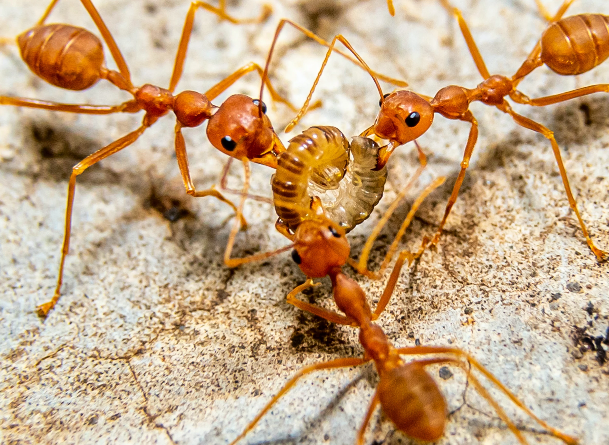 Light-Up Ant Habitat - LED Ant Farm for Live Ants - TheToysRoom