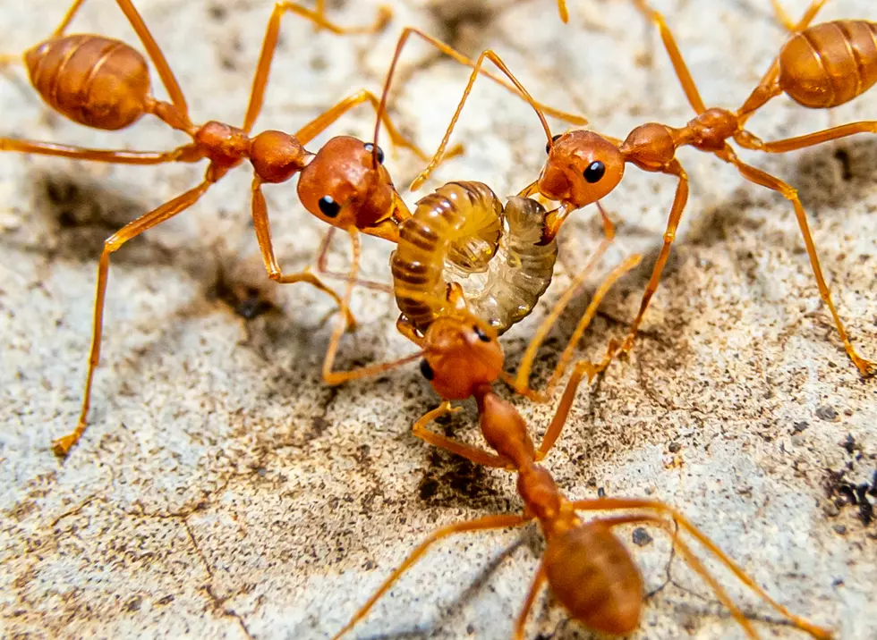 Watch Out: Alabama Fire Ants Are Pure Evil And Will Attack You