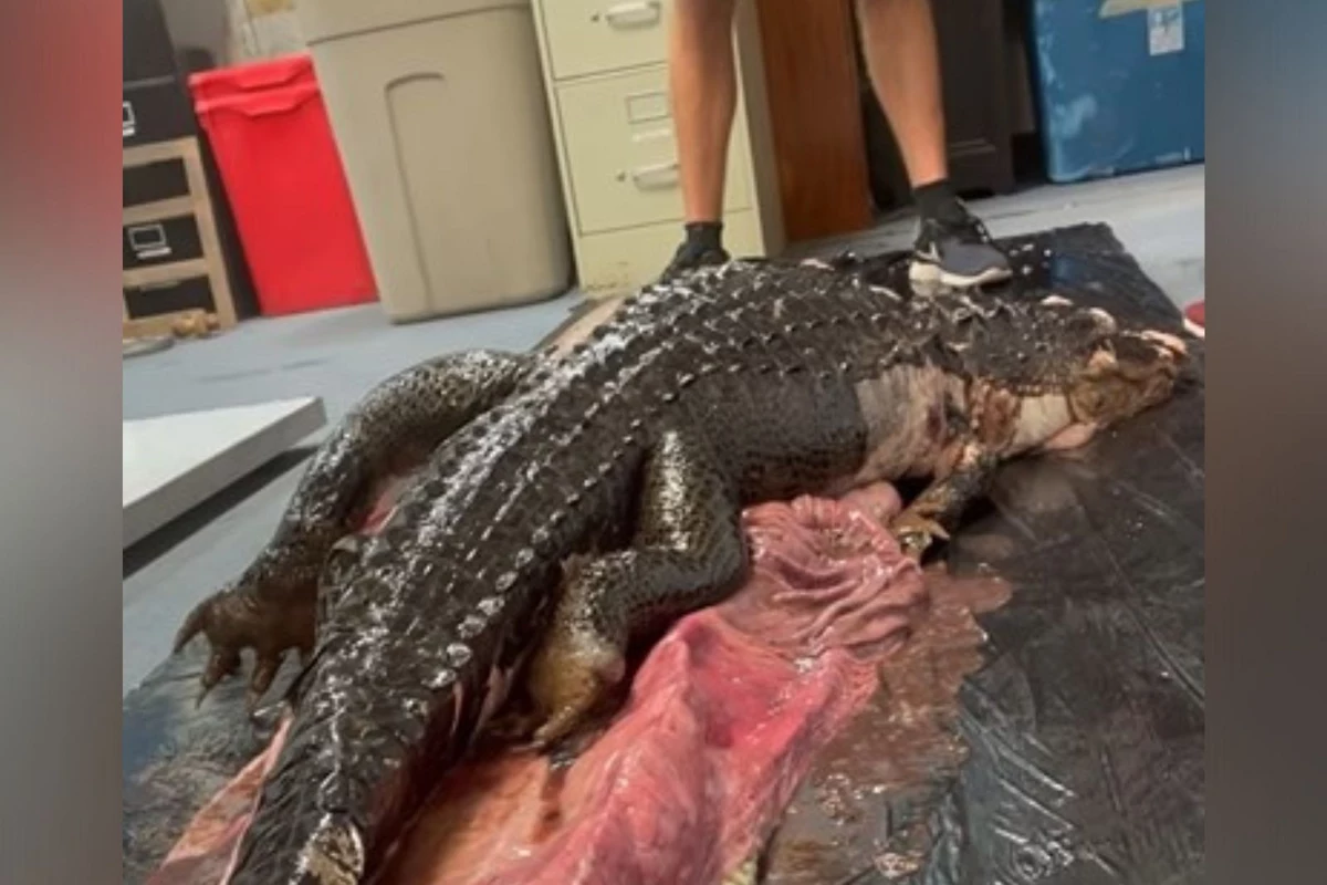VIDEO: Some Alabamians Witness THE Craziest Gator Story Ever