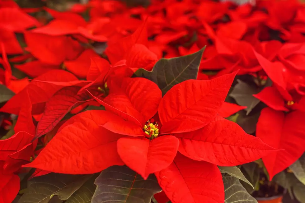 Annual Poinsettia for a Purpose Sale Helps West Alabama Community