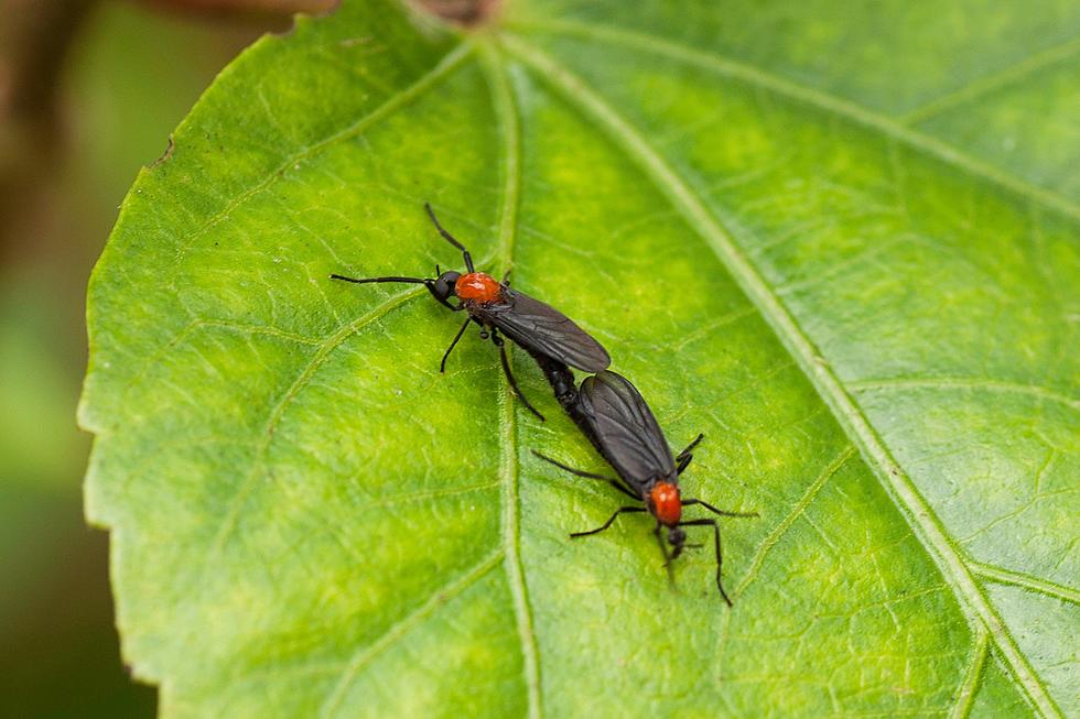Alabama Lovebugs: These Uninvited Guests Love a Bit Too Much