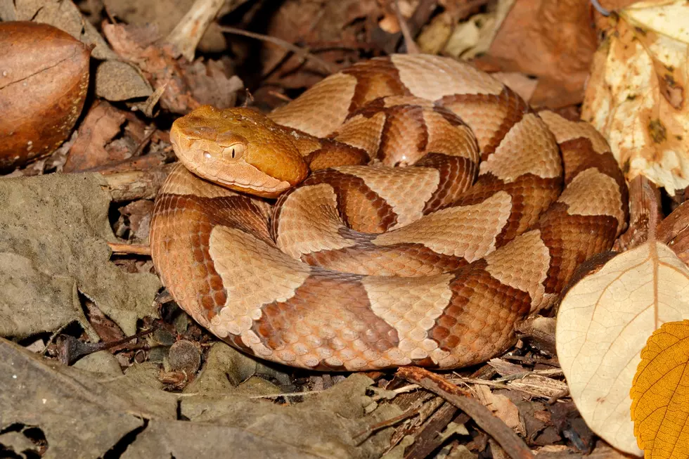 Copperhead Sighting in Alabama: Here’s What to Know