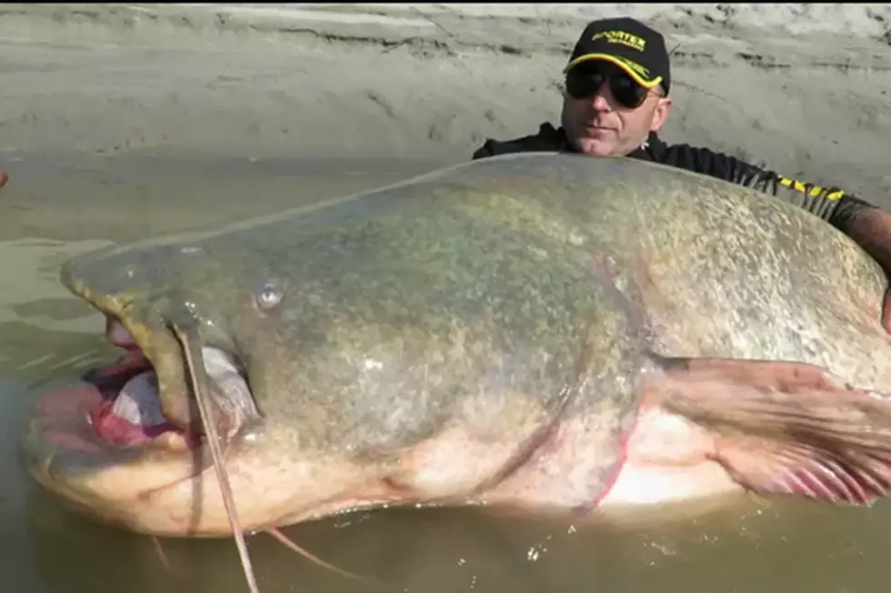 Italian Fisherman Lands 280 Pound Catfish with Rod and Reel [VIDEO]