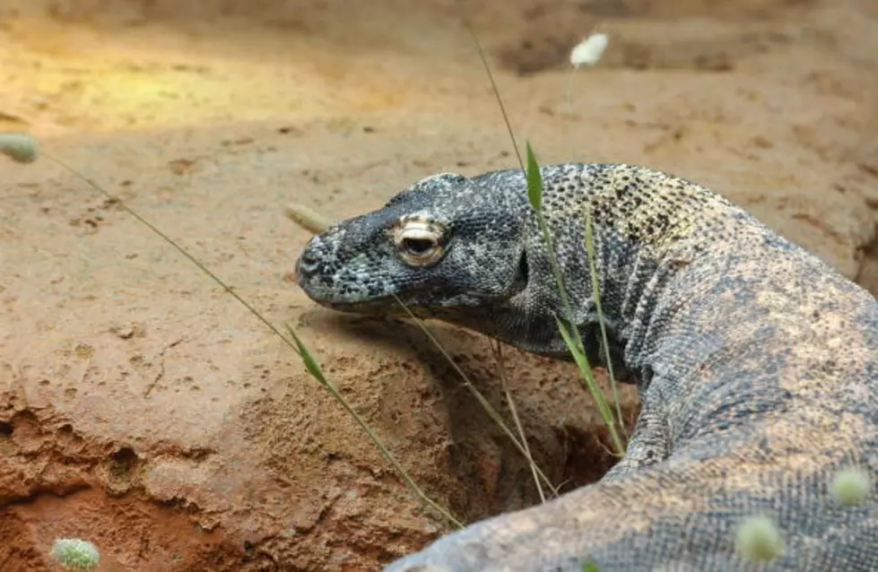 8-Foot Long Carnivorous Cat-Eating Lizards are Invading Florida