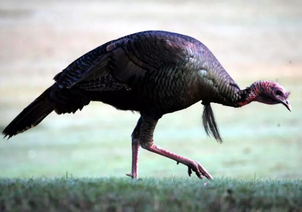 North Dakota&#8217;s Wild Turkey Spring Hunting Season Opens