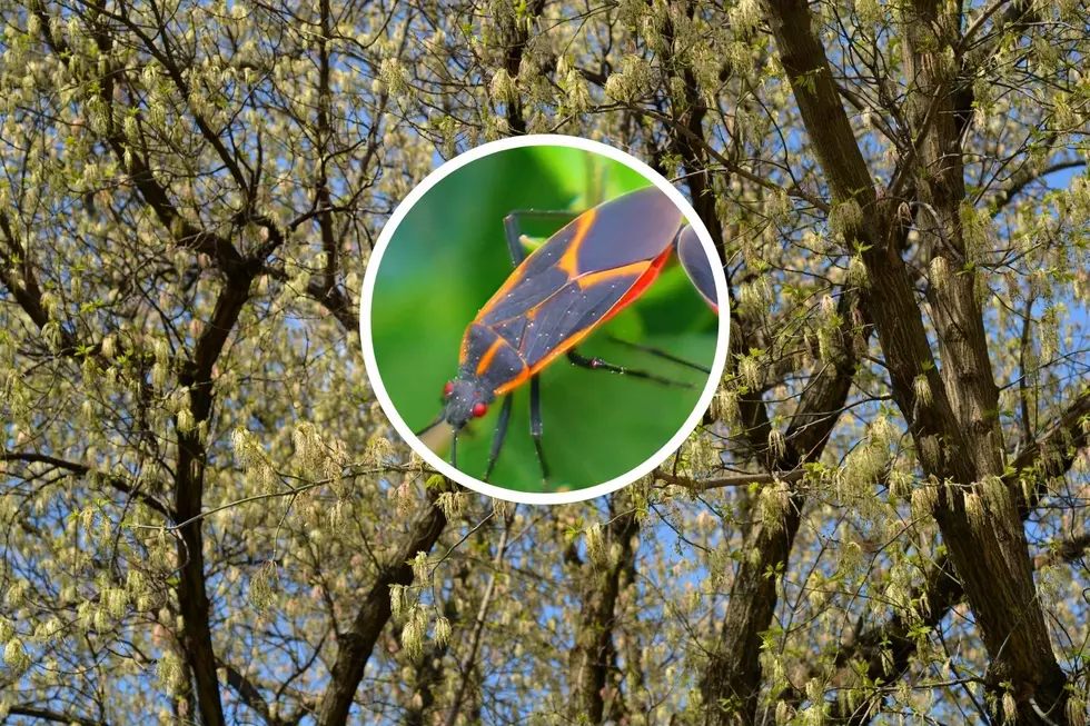 Has the Boxelder Bug Nuisance Invaded Sioux Falls Yet?