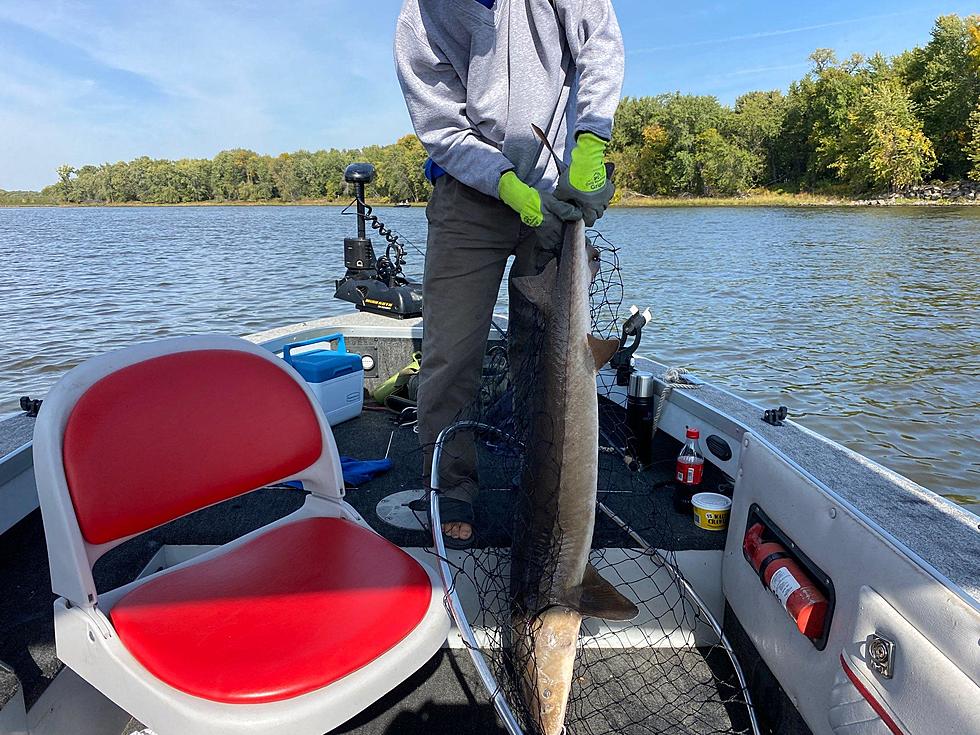 Minnesota Man Pulling Monster Sturgeon Out of Mississippi River