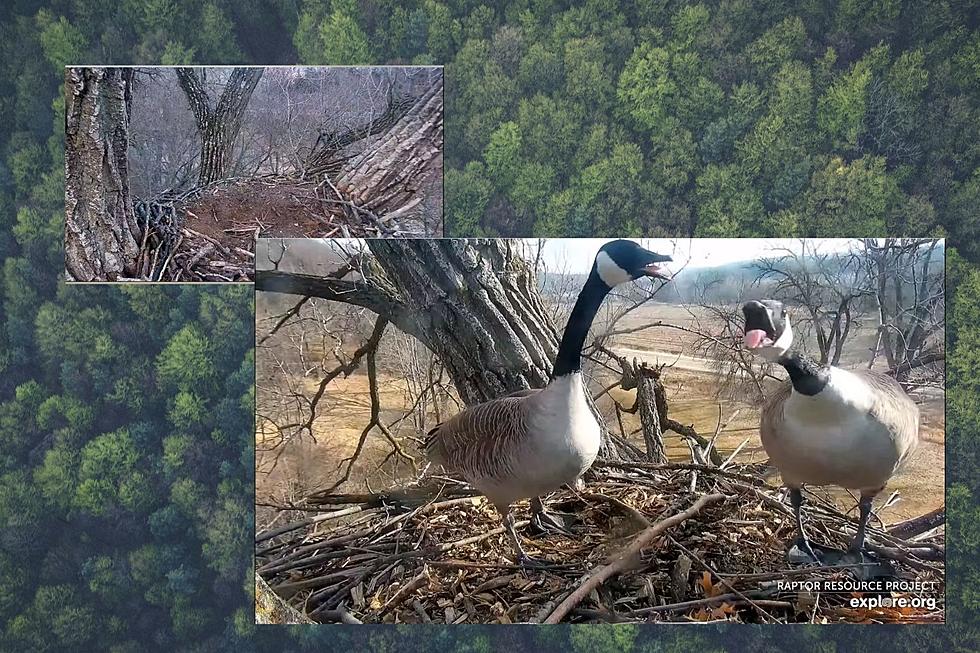 Famous Iowa Eagle Nest Now Home To Goose Squatters
