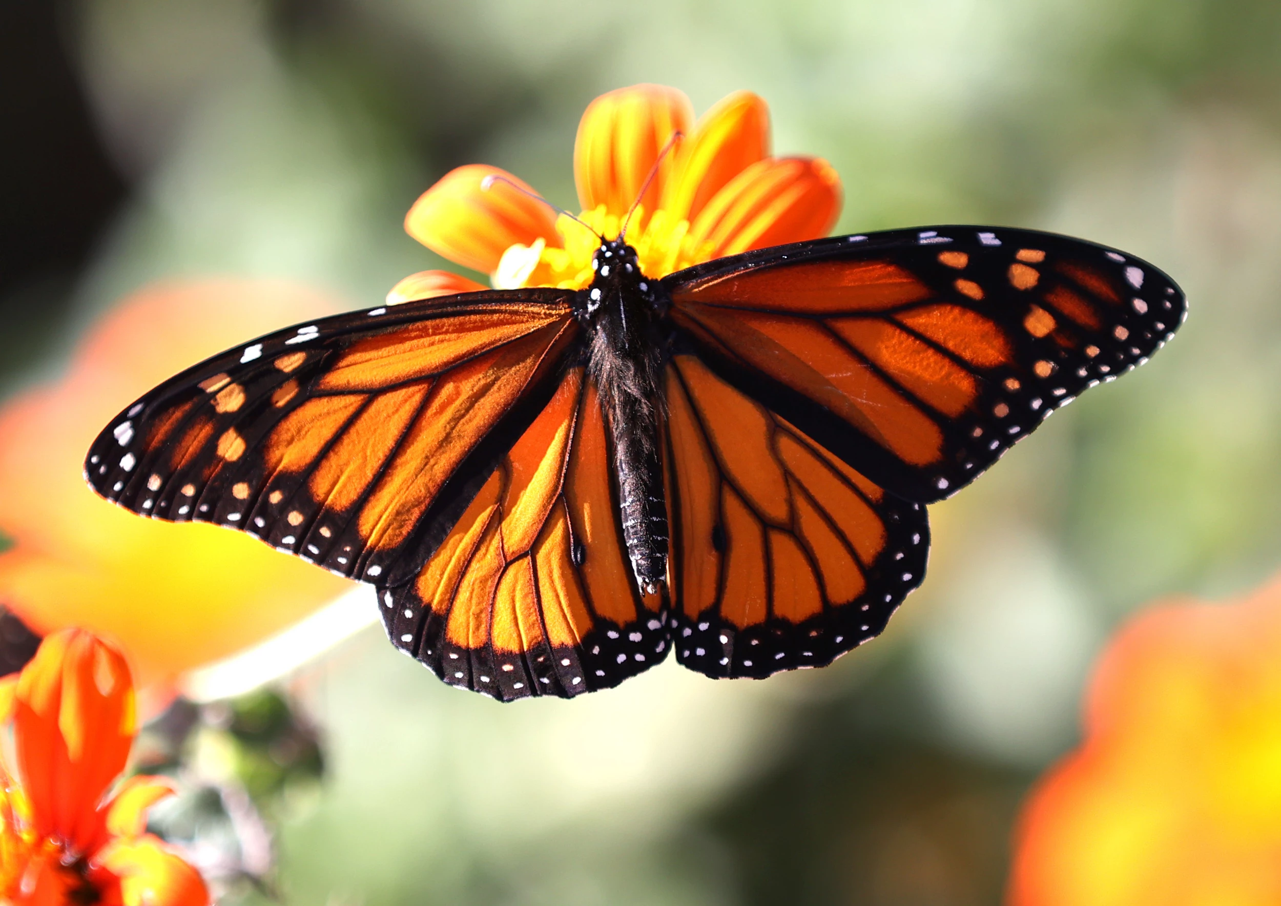 September At-Risk Species - Monarch Butterflies • Nebraskaland