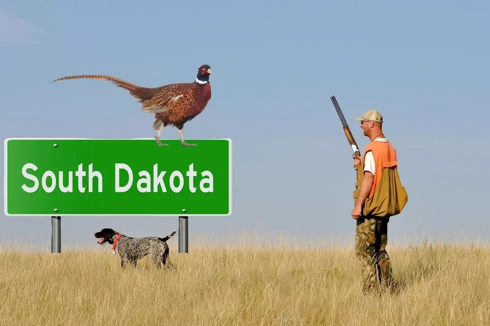 South Dakota 2022 Pheasant Season Ready to Get Underway