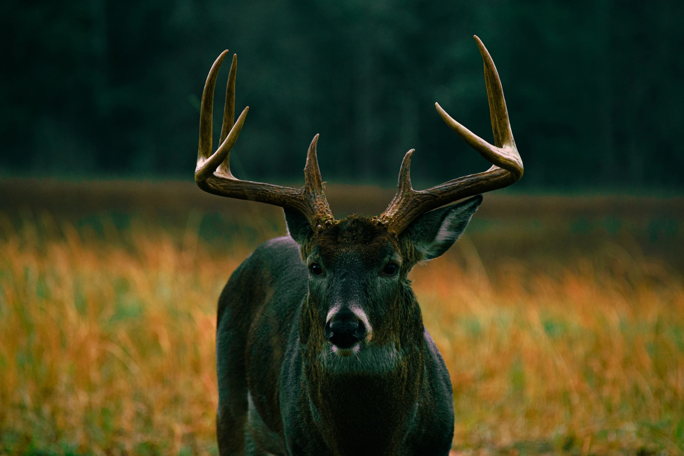 South Dakota Antelope Application Deadline Approaching