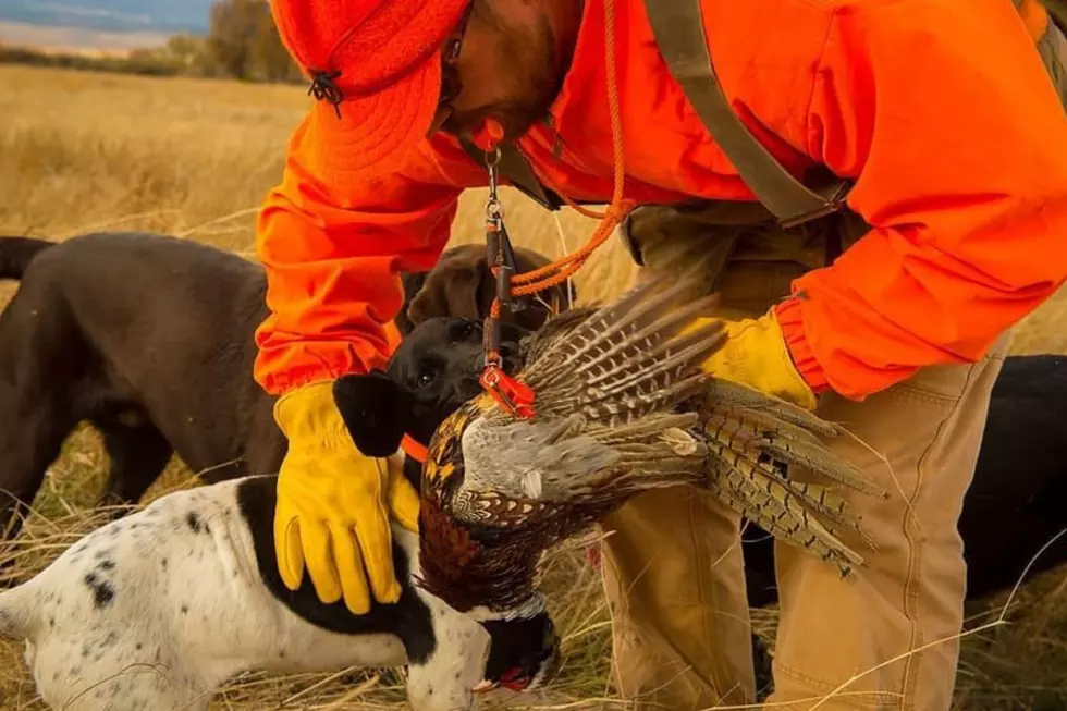 South Dakota Pheasant Season Opener