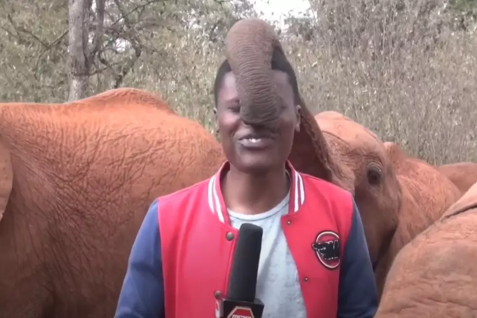 HILARIOUS VIDEO &#8211; Ever Been Tickled By An Elephant?