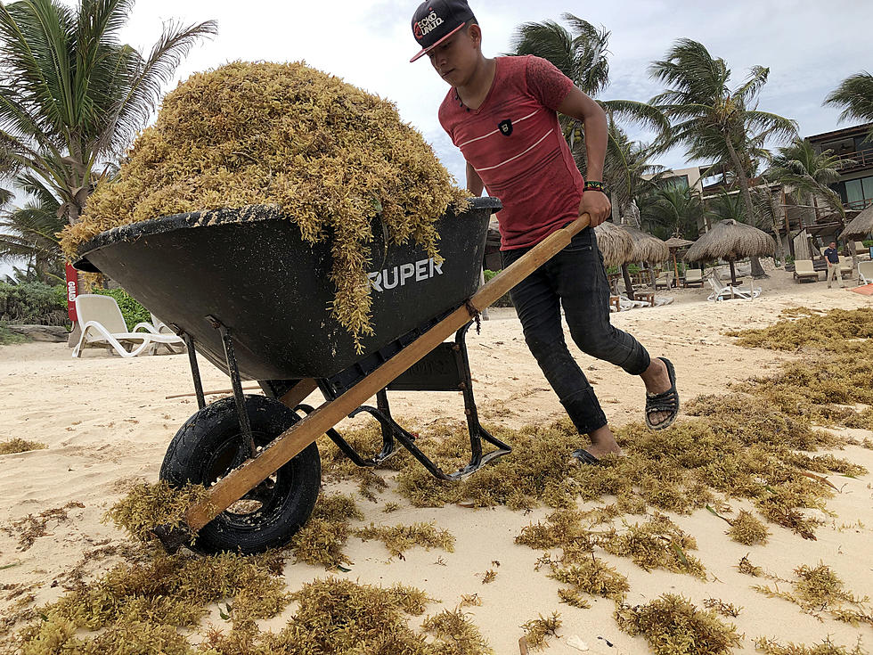 Disgusted Minnesota &#038; South Dakota Vacationers To Florida, Mexico Face Giant Seaweed Blob