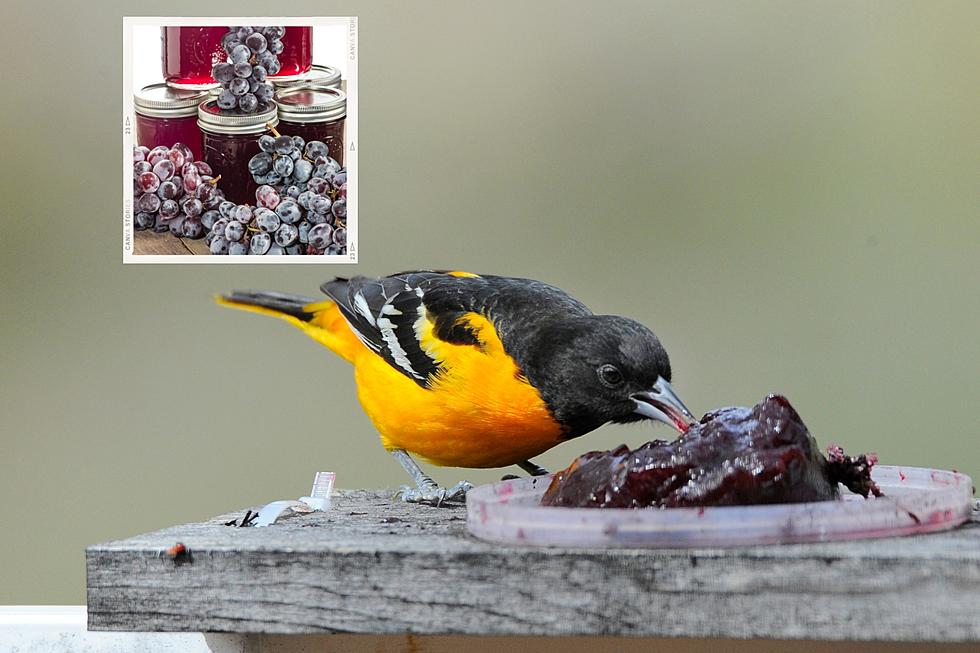 Is Grape Jelly for Birds? The Surprising Treat they Love