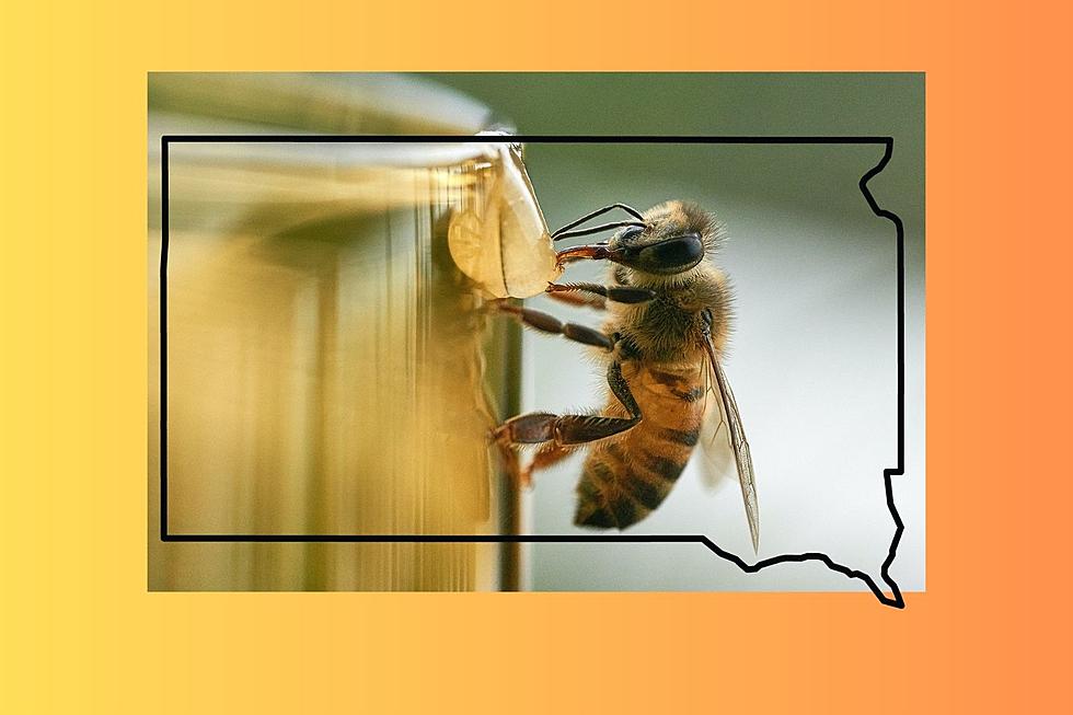 Meet South Dakota&#8217;s State Insect. What Is Minnesota &#038; Iowa&#8217;s?