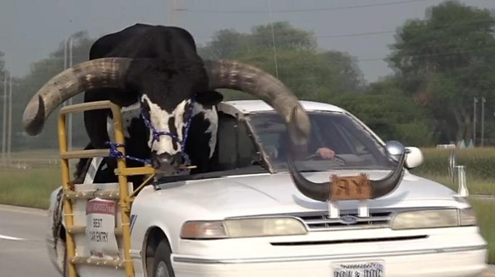 No Bull! Nebraska Police Stop Car Transporting Huge Animal